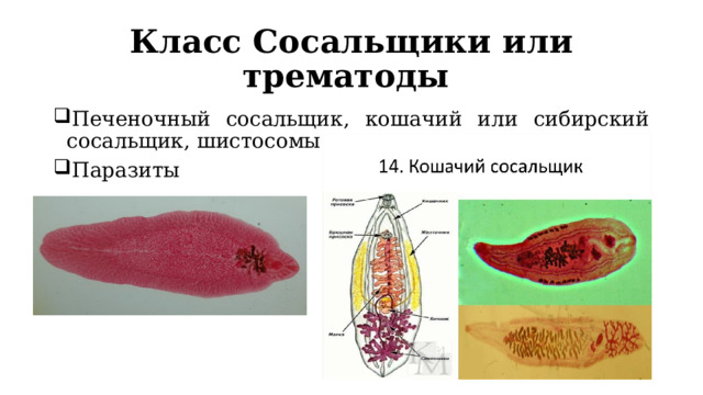 Класс Сосальщики или трематоды