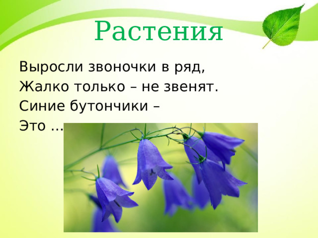 Растения Выросли звоночки в ряд, Жалко только – не звенят. Синие бутончики – Это …