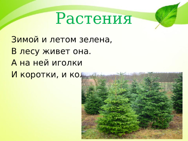 Растения Зимой и летом зелена, В лесу живет она. А на ней иголки И коротки, и колки.