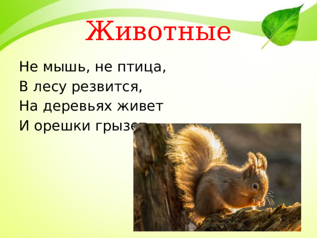 Животные Не мышь, не птица, В лесу резвится, На деревьях живет И орешки грызет.