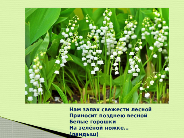 Нам запах свежести лесной  Приносит позднею весной  Белые горошки  На зелёной ножке…(ландыш) 