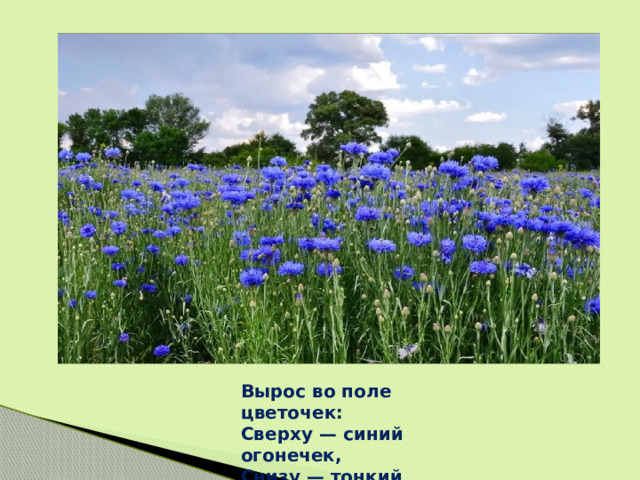 Вырос во поле цветочек: Сверху — синий огонечек, Снизу — тонкий стебелек. Что за цветик? (Василек)