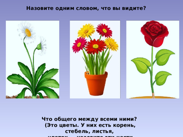 Назовите одним словом, что вы видите? Что общего между всеми ними? (Это цветы. У них есть корень, стебель, листья, цветок — назовите эти части цветка).