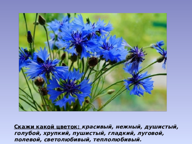 Скажи какой цветок: красивый, нежный, душистый, голубой, хрупкий, пушистый, гладкий, луговой, полевой, светолюбивый, теплолюбивый.