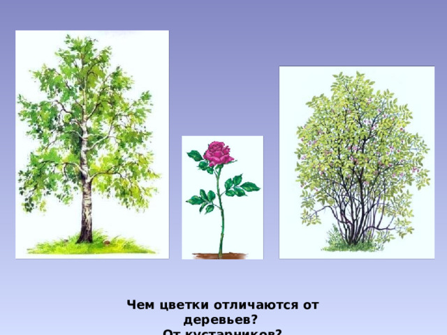 Чем цветки отличаются от деревьев? От кустарников?