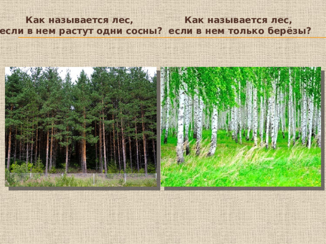 Как называется лес, Как называется лес, если в нем растут одни сосны? если в нем только берёзы?