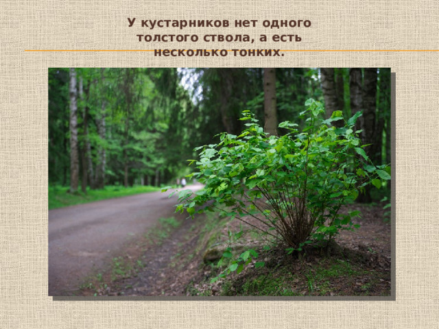 У кустарников нет одного толстого ствола, а есть несколько тонких.