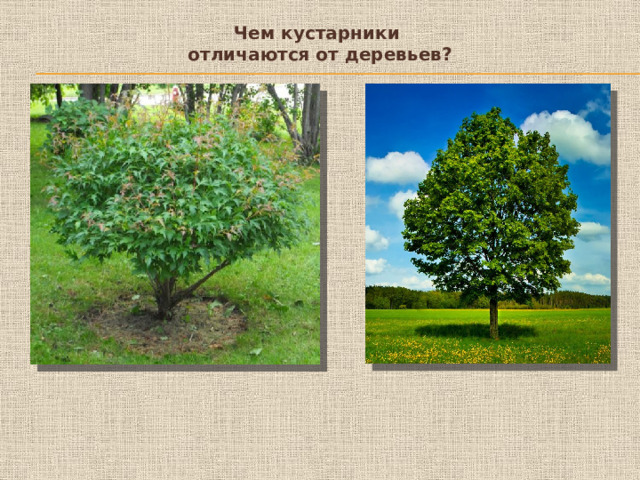 Чем кустарники отличаются от деревьев?