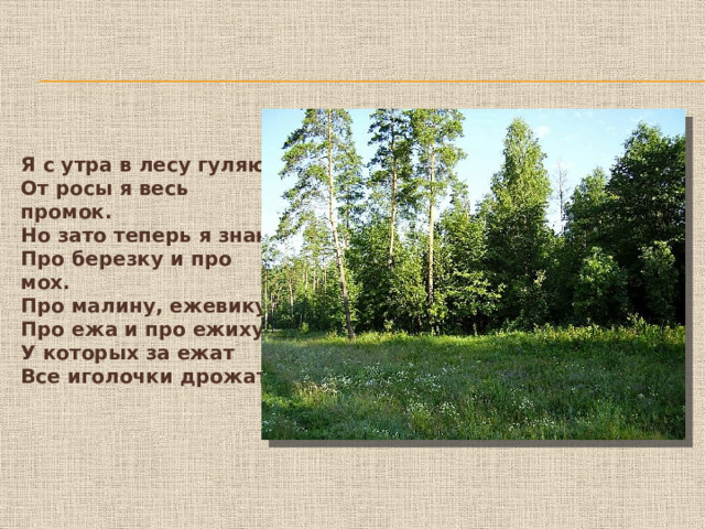 Я с утра в лесу гуляю. От росы я весь промок. Но зато теперь я знаю Про березку и про мох. Про малину, ежевику, Про ежа и про ежиху, У которых за ежат Все иголочки дрожат.