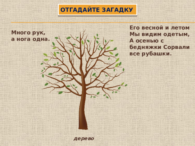 Отгадайте загадку Его весной и летом Мы видим одетым, А осенью с бедняжки Сорвали все рубашки. Много рук, а нога одна. дерево