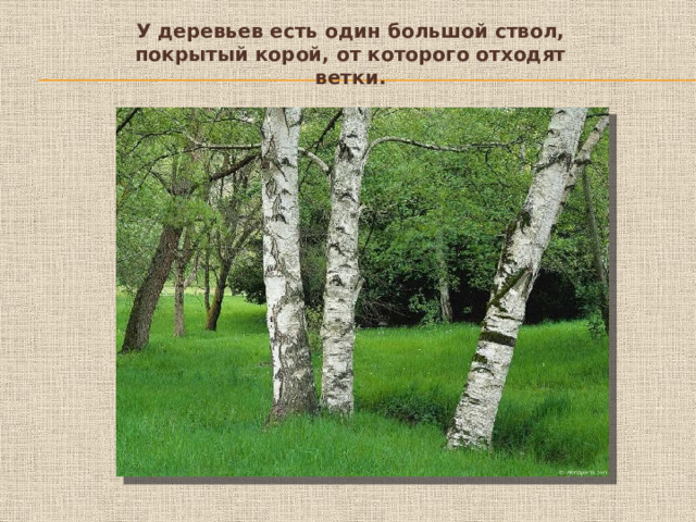 У деревьев есть один большой ствол, покрытый корой, от которого отходят ветки.