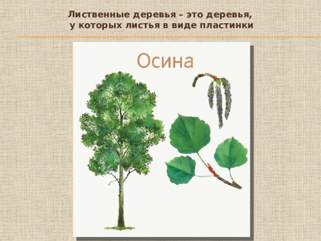 Лиственные деревья – это деревья,  у которых листья в виде пластинки