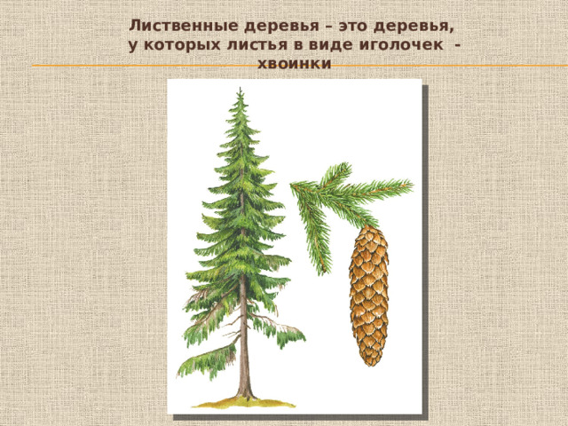 Лиственные деревья – это деревья,  у которых листья в виде иголочек - хвоинки