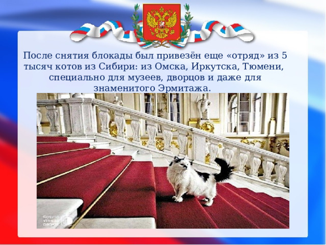 После снятия блокады был привезён еще «отряд» из 5 тысяч котов из Сибири: из Омска, Иркутска, Тюмени, специально для музеев, дворцов и даже для знаменитого Эрмитажа.