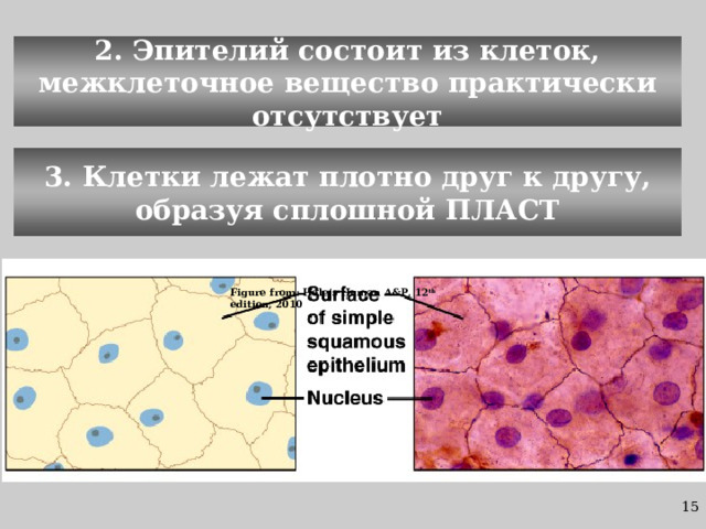2. Эпителий состоит из клеток, межклеточное вещество практически отсутствует 3. Клетки лежат плотно друг к другу, образуя сплошной ПЛАСТ Figure from: Hole’s Human A&P, 12 th edition, 2010