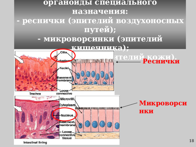 6. Эпителиоциты могут иметь органоиды специального назначения:  - реснички (эпителий воздухоносных путей);  - микроворсинки (эпителий кишечника);  - тонофибриллы (эпителий кожи). Реснички Микроворсинки 17