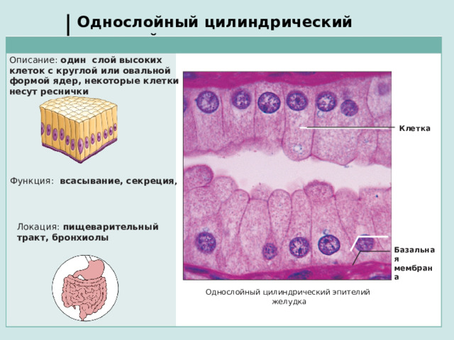 Однослойный цилиндрический эпителий Описание: один слой высоких клеток с круглой или овальной формой ядер, некоторые клетки несут реснички Клетка Функция :  всасывание, секреция , Локация :  пищеварительный тракт, бронхиолы Базальная мембрана Однослойный цилиндрический эпителий желудка
