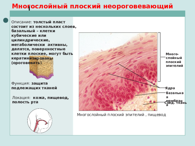 Многослойный плоский неороговевающий эпителий Описание: толстый пласт состоит из нескольких слоев, базальный – клетки кубические или цилиндрические, метаболически активны, делятся, поверхностные клетки плоские, могут быть кератинизированы (ороговевать) Много-слойный плоский эпителий Функция: защита подлежащих тканей Ядра Базальная мембрана Локация :  кожа, пищевод, полость рта Соед. ткань Многослойный плоский эпителий , пищевод