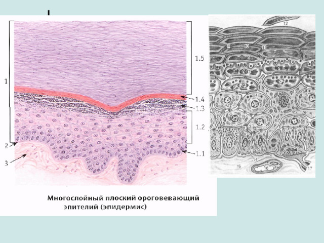 Многослойный плоский ороговевающий эпителий рисунок