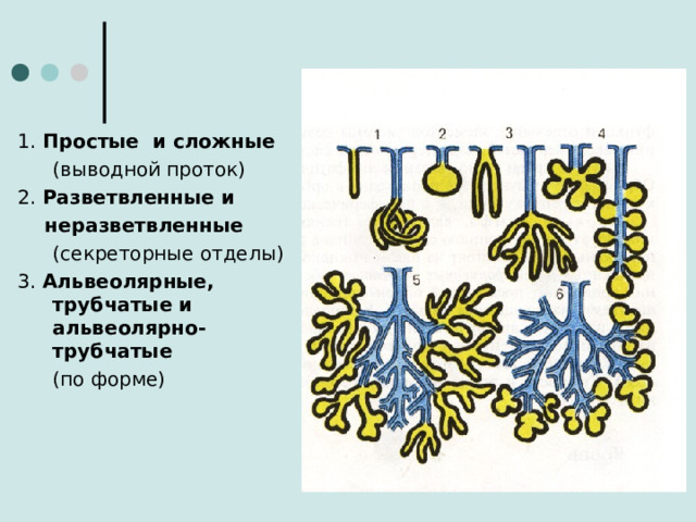 1. Простые и сложные  (выводной проток) 2. Разветвленные и  неразветвленные  (секреторные отделы) 3. Альвеолярные, трубчатые и альвеолярно-трубчатые  (по форме)