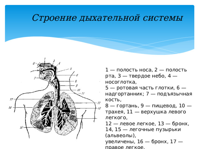 Строение дыхательной системы 1 — полость носа, 2 — полость рта, 3 — твердое небо, 4 — носоглотка, 5 — ротовая часть глотки, 6 — надгортанник; 7 — подъязычная кость, 8 — гортань, 9 — пищевод, 10 — трахея, 11 — верхушка левого легкого, 12 — левое легкое, 13 — бронх, 14, 15 — легочные пузырьки (альвеолы), увеличены, 16 — бронх, 17 — правое легкое.