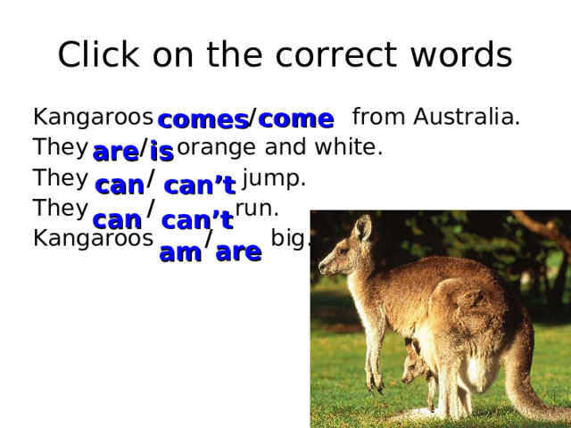 Click  on the correct words come comes Kangaroos  /  from Australia. They  /   orange and white. They  /    jump. They / run. Kangaroos / big. are is can can’t can can’t are am