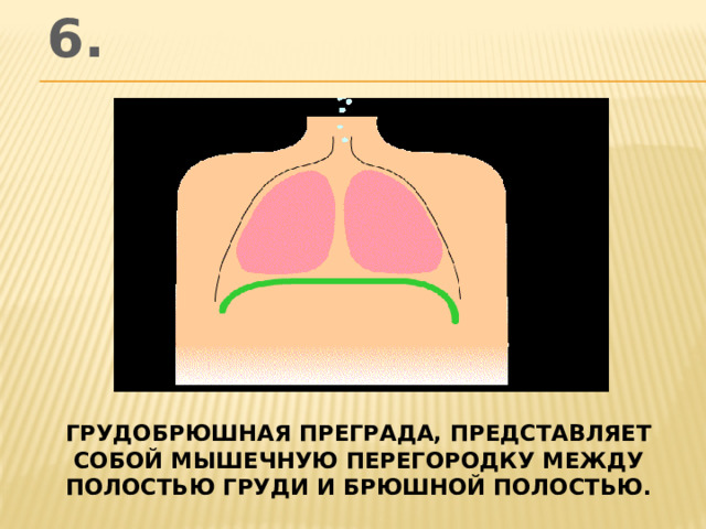 6. грудобрюшная преграда, представляет собой мышечную перегородку между полостью груди и брюшной полостью.