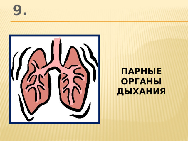 9. парные органы дыхания
