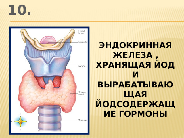 10. эндокринная железа , хранящая йод и вырабатывающая йодсодержащие гормоны