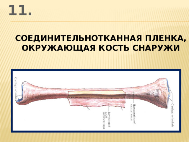 11. соединительнотканная пленка, окружающая кость снаружи