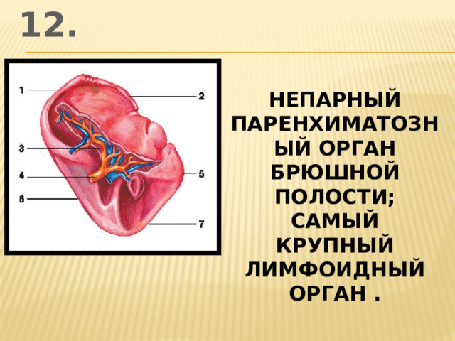 12. непарный паренхиматозный орган брюшной полости; самый крупный лимфоидный орган .