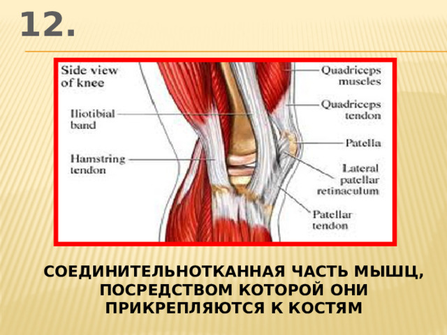 12. соединительнотканная часть мышц, посредством которой они прикрепляются к костям