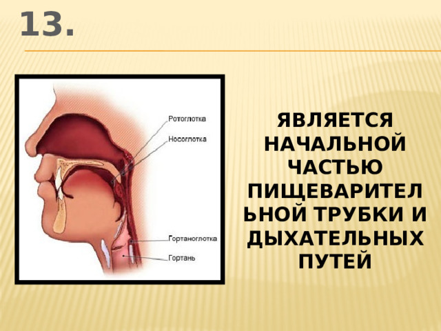 13. является начальной частью пищеварительной трубки и дыхательных путей