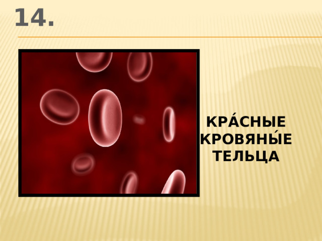14. кра́сные кровяны́е тельца