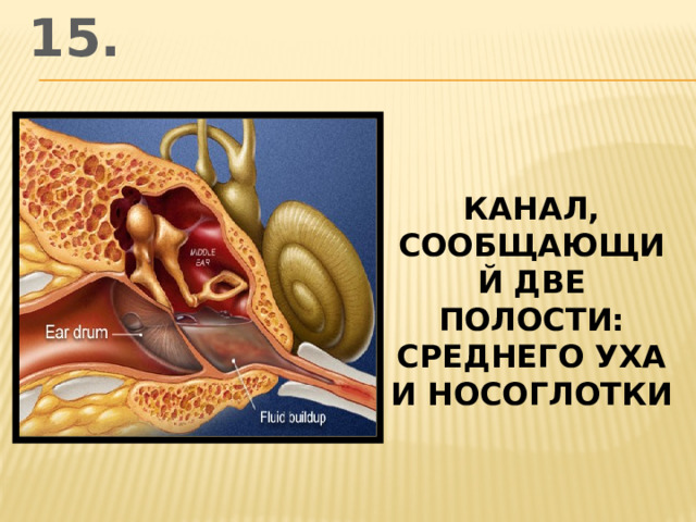 15. канал, сообщающий две полости: среднего уха и носоглотки