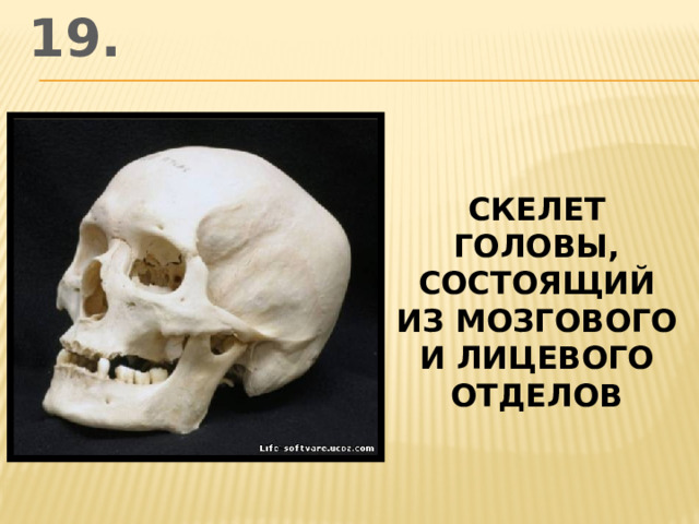 19. скелет головы, состоящий из мозгового и лицевого отделов