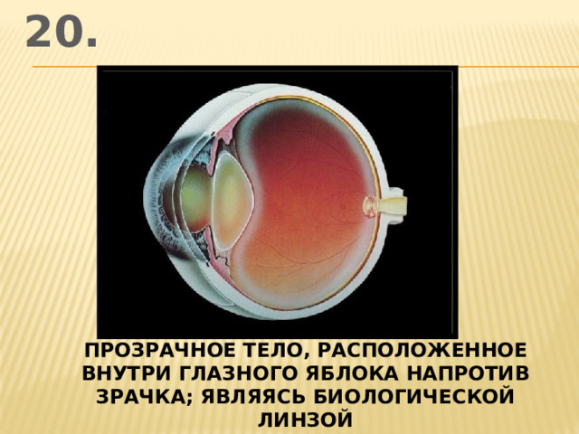 20. прозрачное тело, расположенное внутри глазного яблока напротив зрачка; являясь биологической линзой