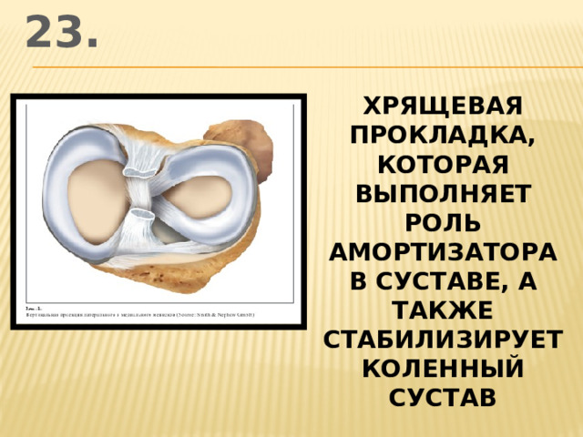 23. хрящевая прокладка, которая выполняет роль амортизатора в суставе, а также стабилизирует коленный сустав