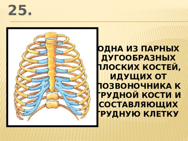 25. одна из парных дугообразных плоских костей, идущих от позвоночника к грудной кости и составляющих грудную клетку