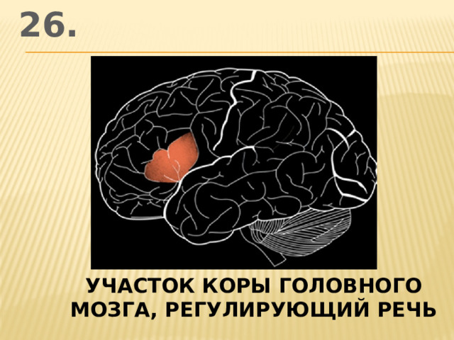 26. участок коры головного мозга, регулирующий речь