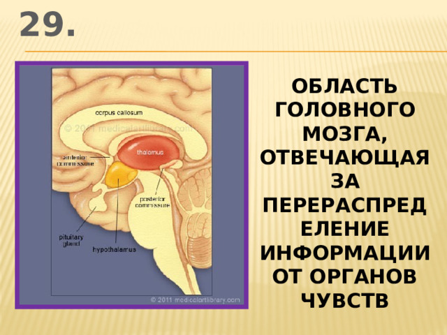 29. область головного мозга, отвечающая за перераспределение информации от органов чувств