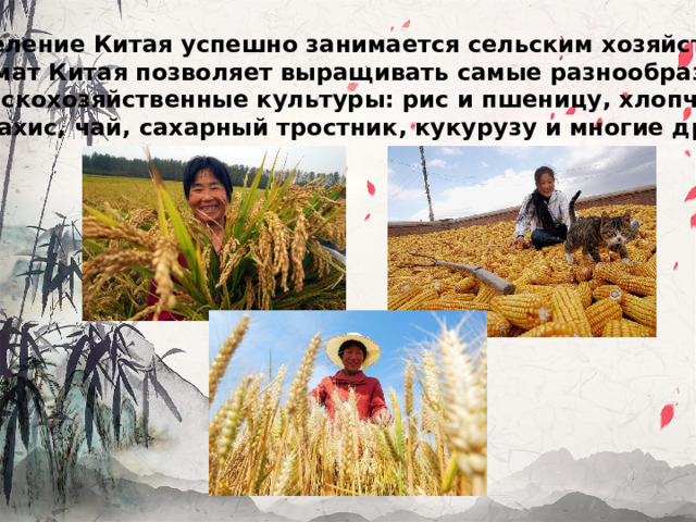 Население Китая успешно занимается сельским хозяйством. Климат Китая позволяет выращивать самые разнообразные сельскохозяйственные культуры: рис и пшеницу, хлопчатник и арахис, чай, сахарный тростник, кукурузу и многие другие.