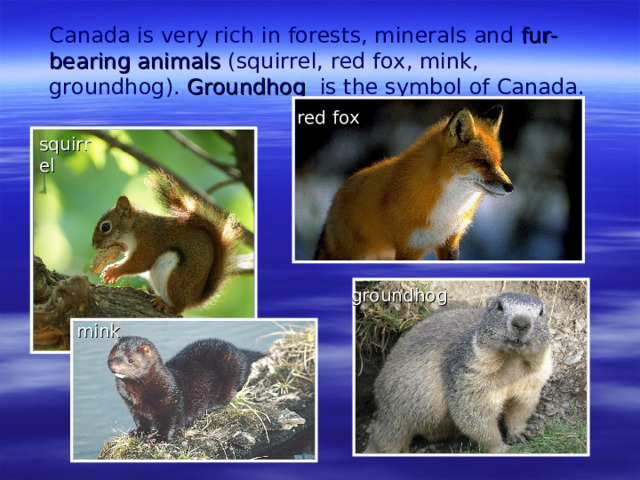 Canada is very rich in forest s , minerals and fur-bearing animals (squirrel, red fox , m ink, g roundhog). Groundhog  is the symbol of Canada. red fox squirrel g roundhog m ink