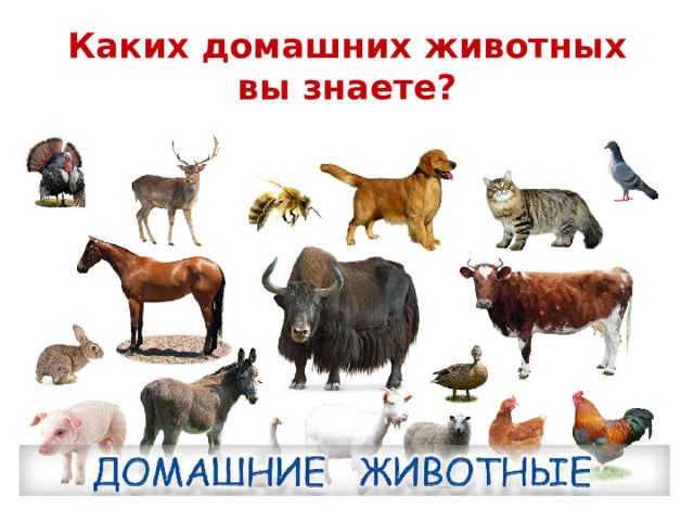 Каких домашних животных вы знаете?