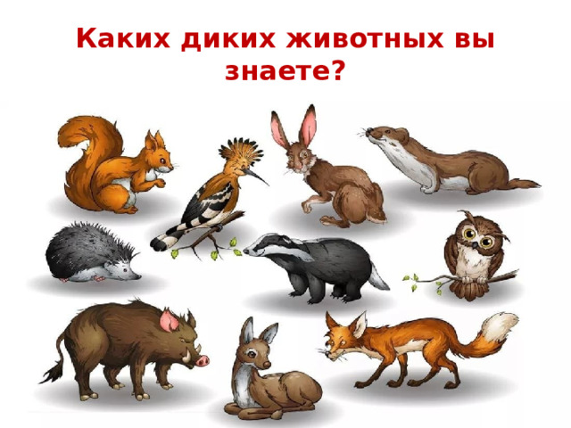 Каких диких животных вы знаете?
