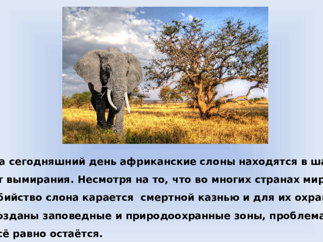 На сегодняшний день африканские слоны находятся в шаге от вымирания. Несмотря на то, что во многих странах мира убийство слона карается смертной казнью и для их охраны созданы заповедные и природоохранные зоны, проблема всё равно остаётся.