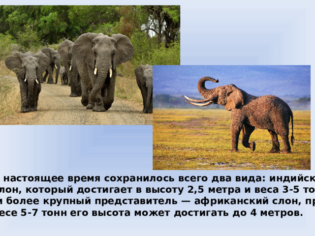 В настоящее время сохранилось всего два вида: индийский слон, который достигает в высоту 2,5 метра и веса 3-5 тонн,  и более крупный представитель — африканский слон, при  весе 5-7 тонн его высота может достигать до 4 метров.