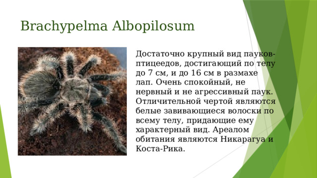 Brachypelma Albopilosum Достаточно крупный вид пауков-птицеедов, достигающий по телу до 7 см, и до 16 см в размахе лап. Очень спокойный, не нервный и не агрессивный паук. Отличительной чертой являются белые завивающиеся волоски по всему телу, придающие ему характерный вид. Ареалом обитания являются Никарагуа и Коста-Рика. 