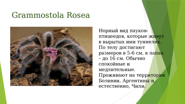 Grammostola Rosea Норный вид пауков-птицеедов, которые живут в вырытых ими туннелях. По телу достигают размеров в 5-6 см, в лапах – до 16 см. Обычно спокойные и медлительные. Проживают на территории Боливии, Аргентины и, естественно, Чили.