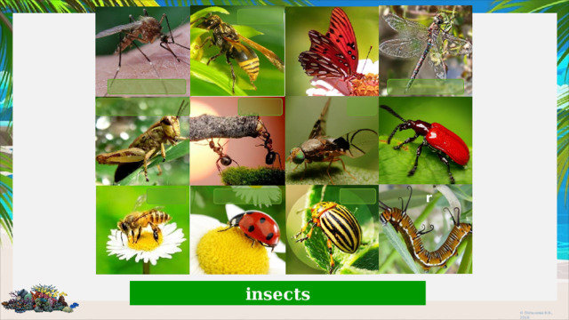 r insects